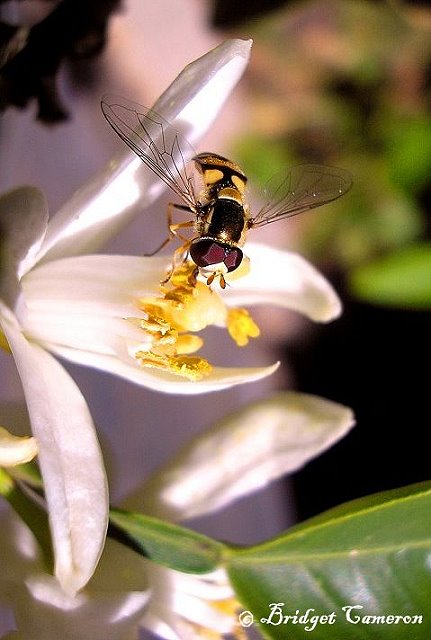 Hoverfly (Eupeodes corolae) drinks nectar from Tangelo flower.