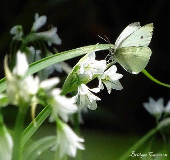 macro-cabbage-butterfly-sfe-by-bridget-cameron